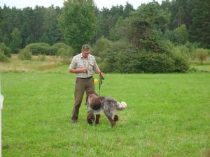 Jagdhund bei Prüfung